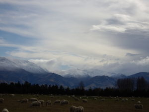 Sheep,Mountains and Sky