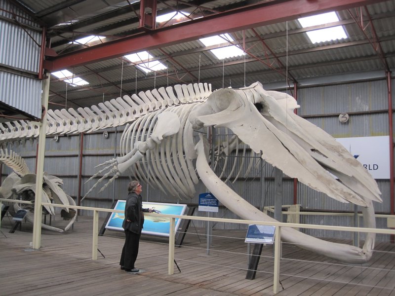 Aren't whales gigantic.