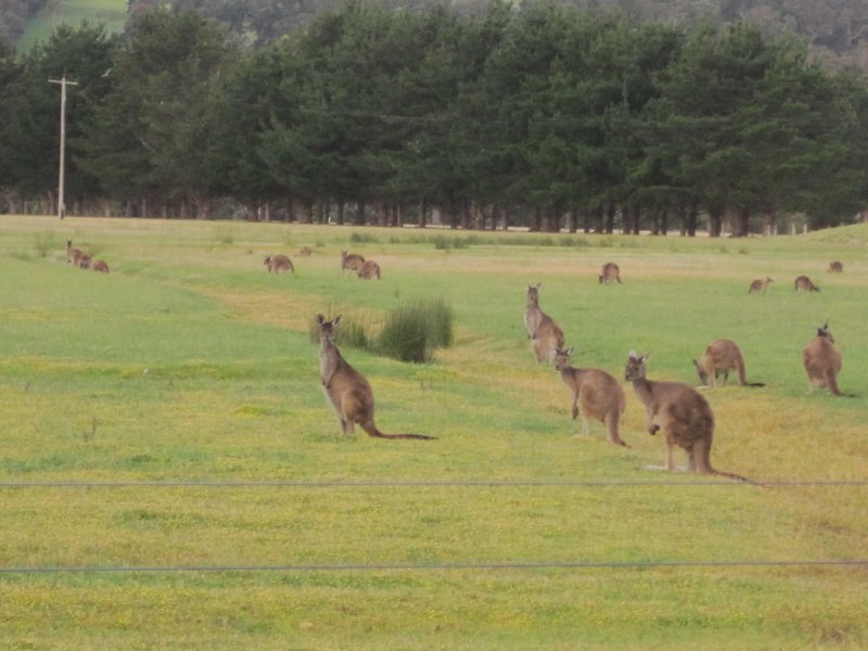 Roos in the paddock.