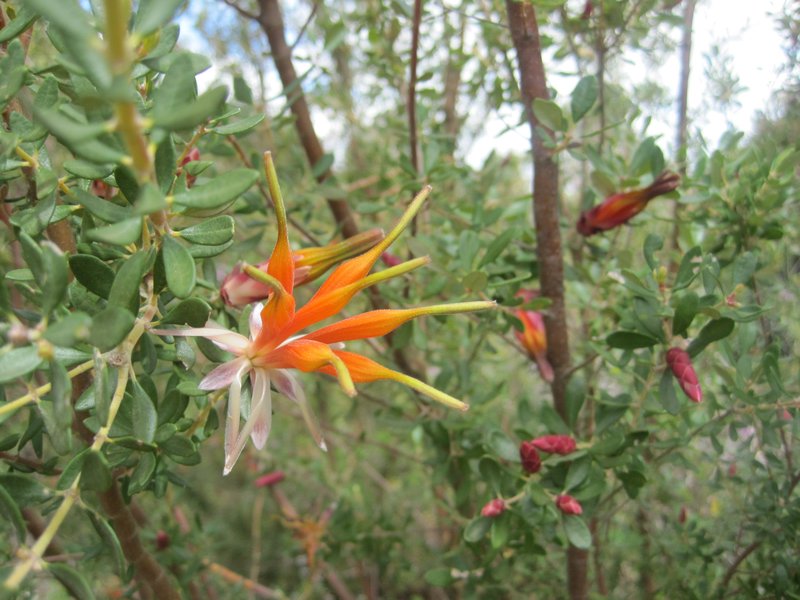 Heathland wild honeysuckle.