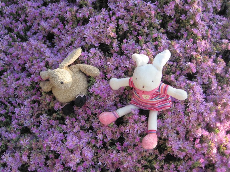 Beeny and Flopsy mucking about in the flowers.