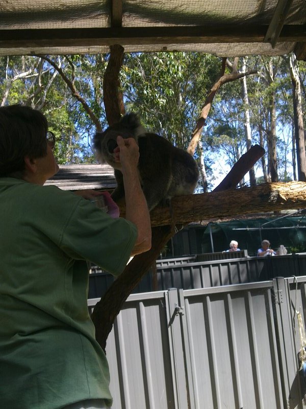 Volunteer feeding the koala.