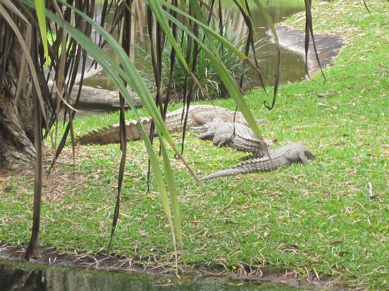 Crocs sleeping!