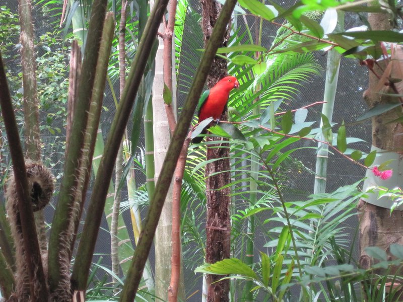 A walk in the aviary.