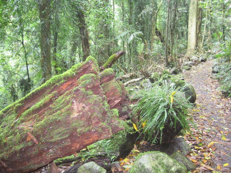 Fallen logs