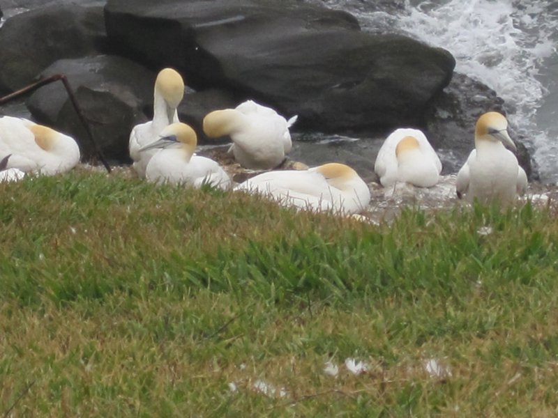 Gannets on the cliff