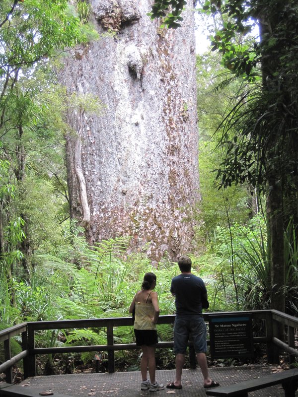 Waipoua Forest (13)