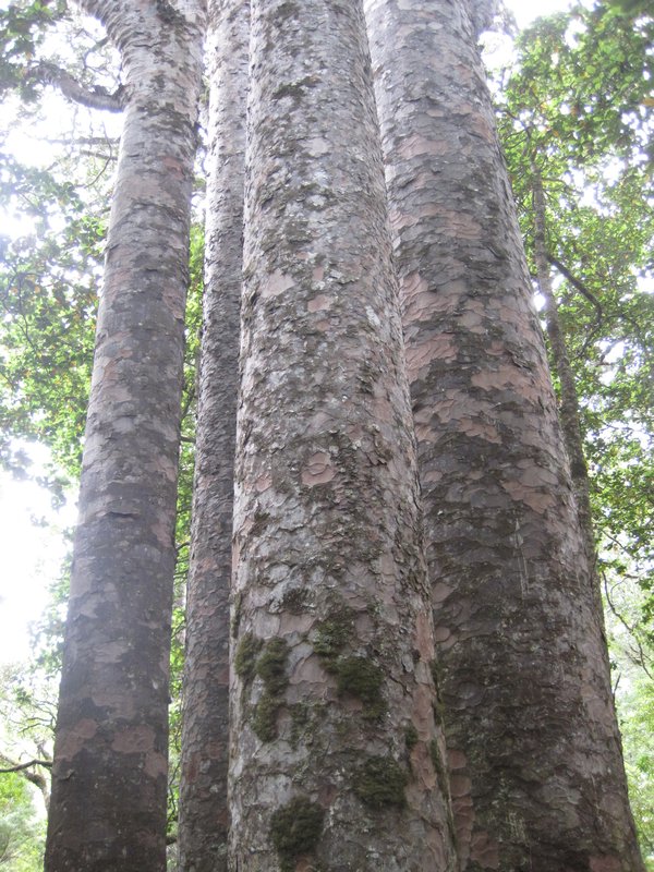 Waipoua Forest (8)