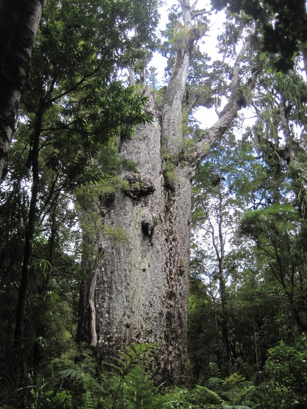 Waipoua Forest (15)