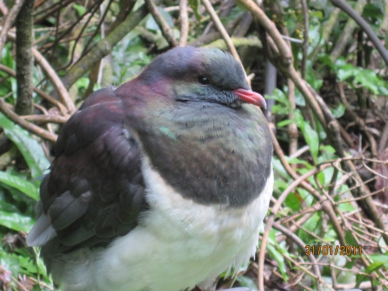 Fruit pigeon