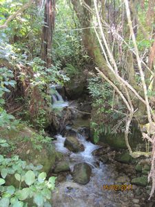 Walk at Wainui Falls