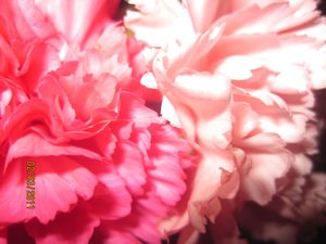 Michael's carnations 27 year (1)