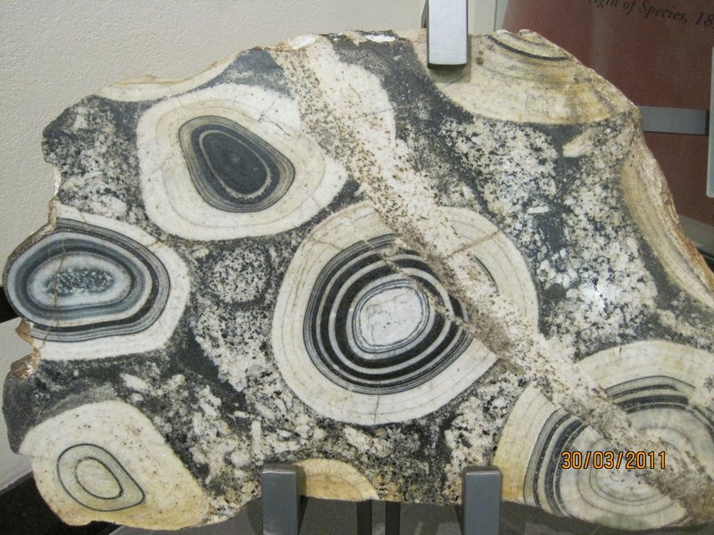 Cross section of rock from West coast