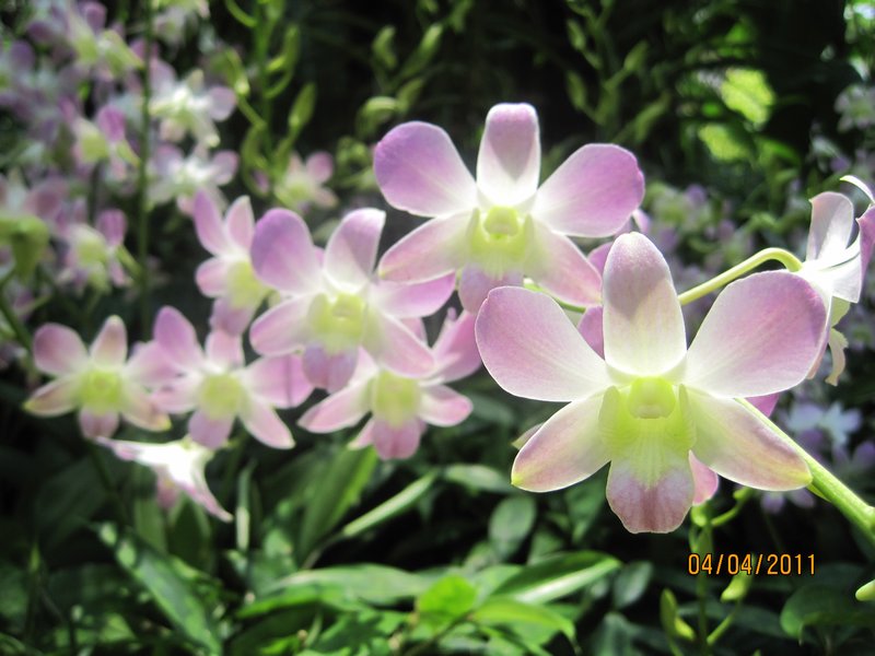 Singapore and Orchids (10)