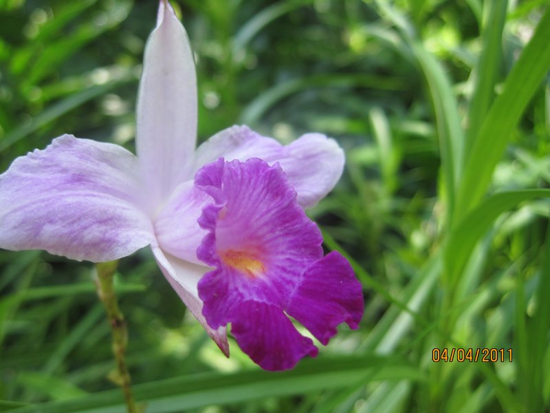 Singapore and Orchids (11)