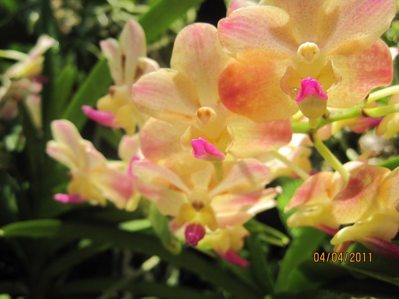 Singapore and Orchids (18)