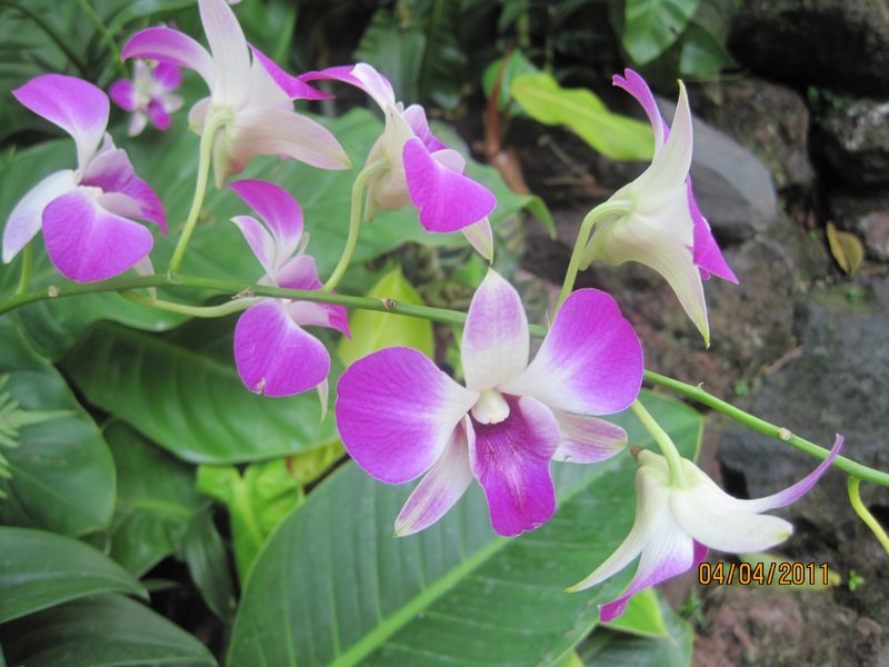 Singapore and Orchids (23)