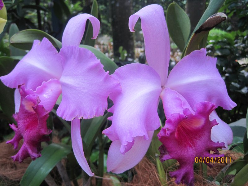 Singapore and Orchids (51)