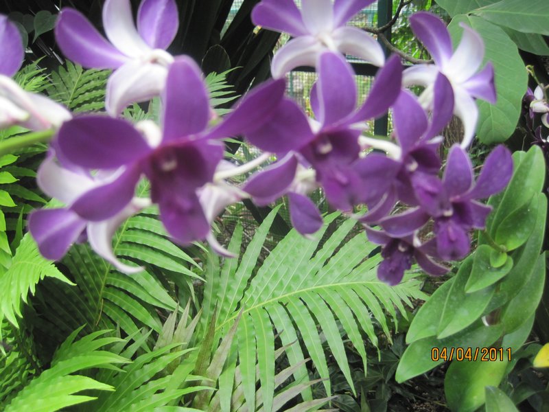 Singapore and Orchids (68)