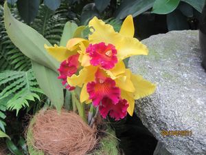 Singapore and Orchids (50)