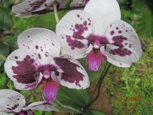 Singapore and Orchids (63)