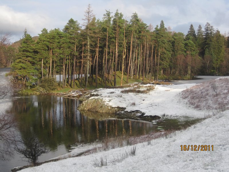 Tarn Hows walk (8)