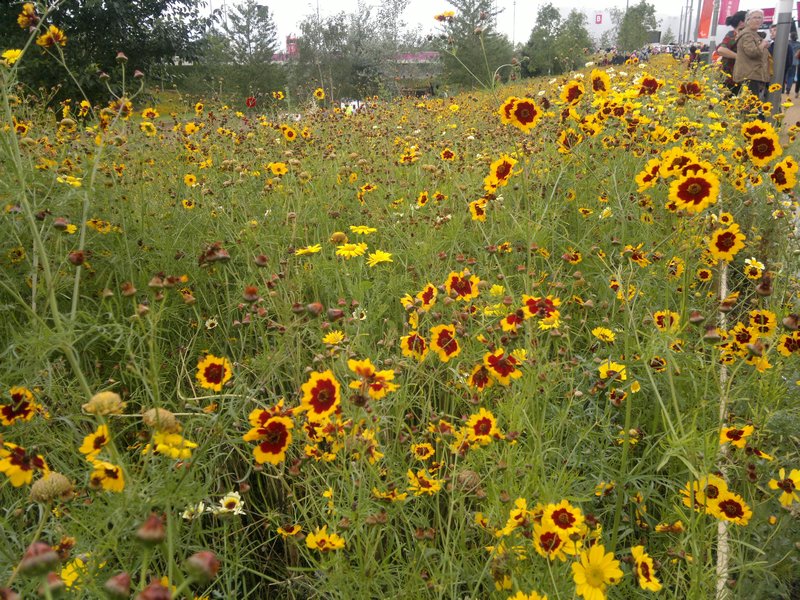 Wildflowers in the Olymoic Park (1)