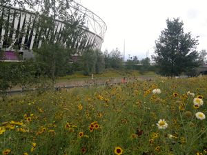 Wildflowers in the Olymoic Park