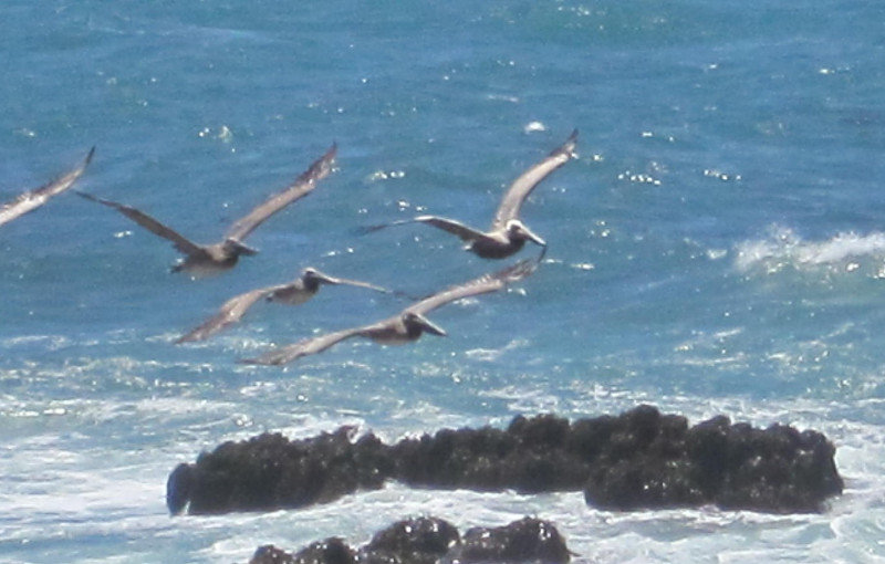 Pelicans overhead