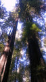 Redwoods (1)