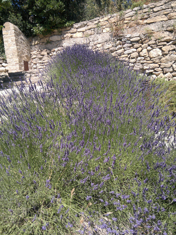 Lavender At Minerve