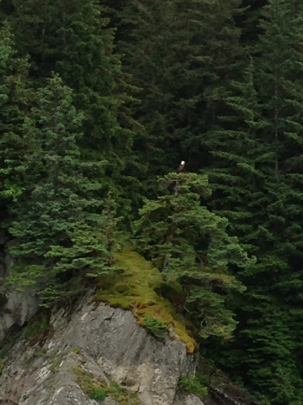 bald Eagle on top of tree 