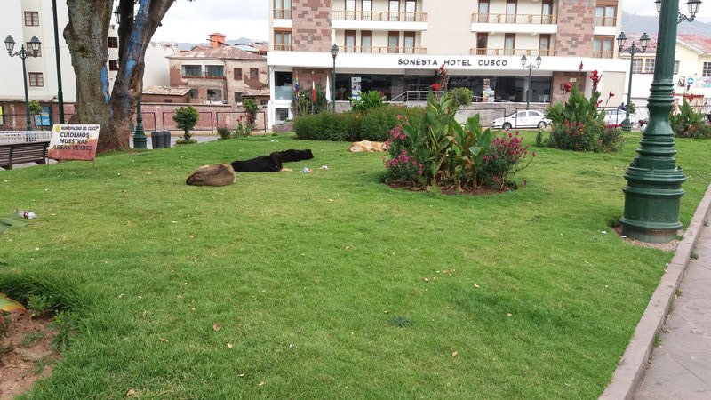 Feral dogs in a park