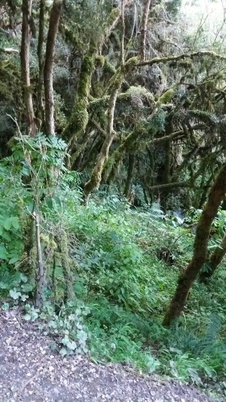 Typical vegetation for this high altitude forest