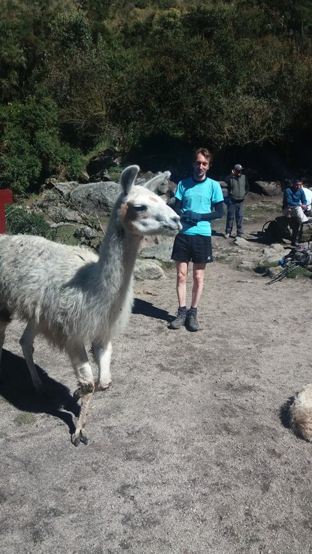 Martin with llama at end of tree line