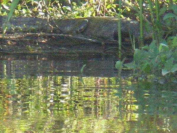 Rurrenabaque Jungle Croc