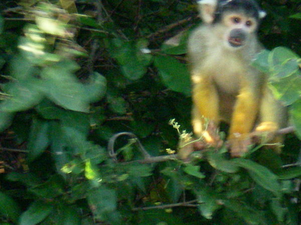 Rurrenabaque Jungle Monkeys