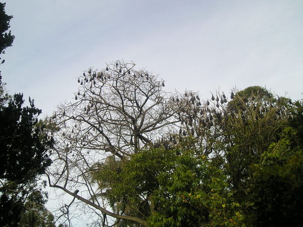 Flying Fox Bats at Botanical Gardens