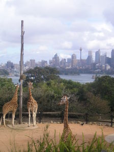 Giraffes and Sydney Skyline!