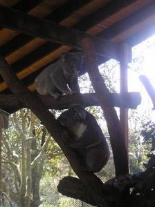 The most active koalas I've ever seen!