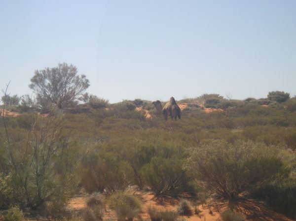 Wild Camel by The Olgas