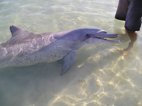 Wild dolphin