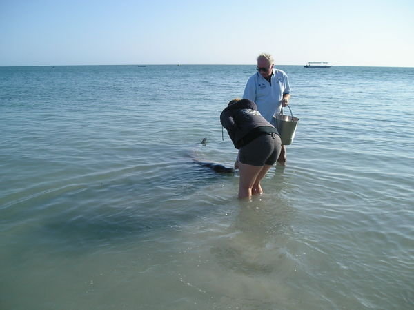 Feeding a wild dolphin