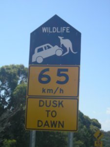 Beware: Giant Kangaroos!