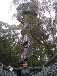 Tallest rainforest boardwalk in the world