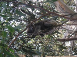 Resident Koala