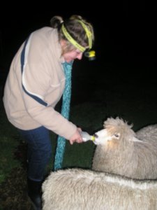 Feeding a lamb on the farm