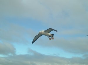 One of many albatross circling the boat