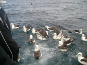 Greedy albatross