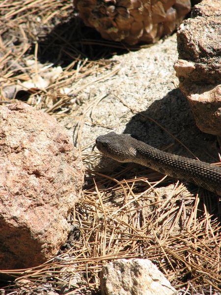 Klapperschlange - Rattlesnake